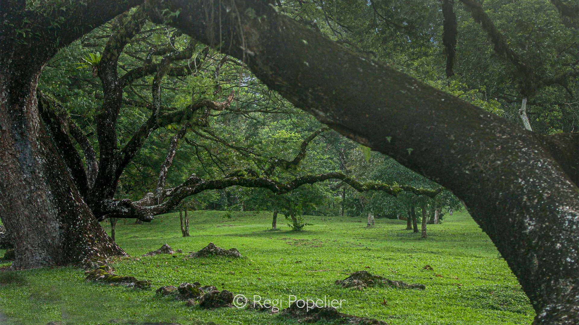 MALAS040 - Nestled in the heart of Perak, Taiping is famed for its timeless beauty and verdant landscapes. The town’s historic Lake Gardens, established in the late 19th century, are framed by magnificent centuries old trees whose sweeping branches c