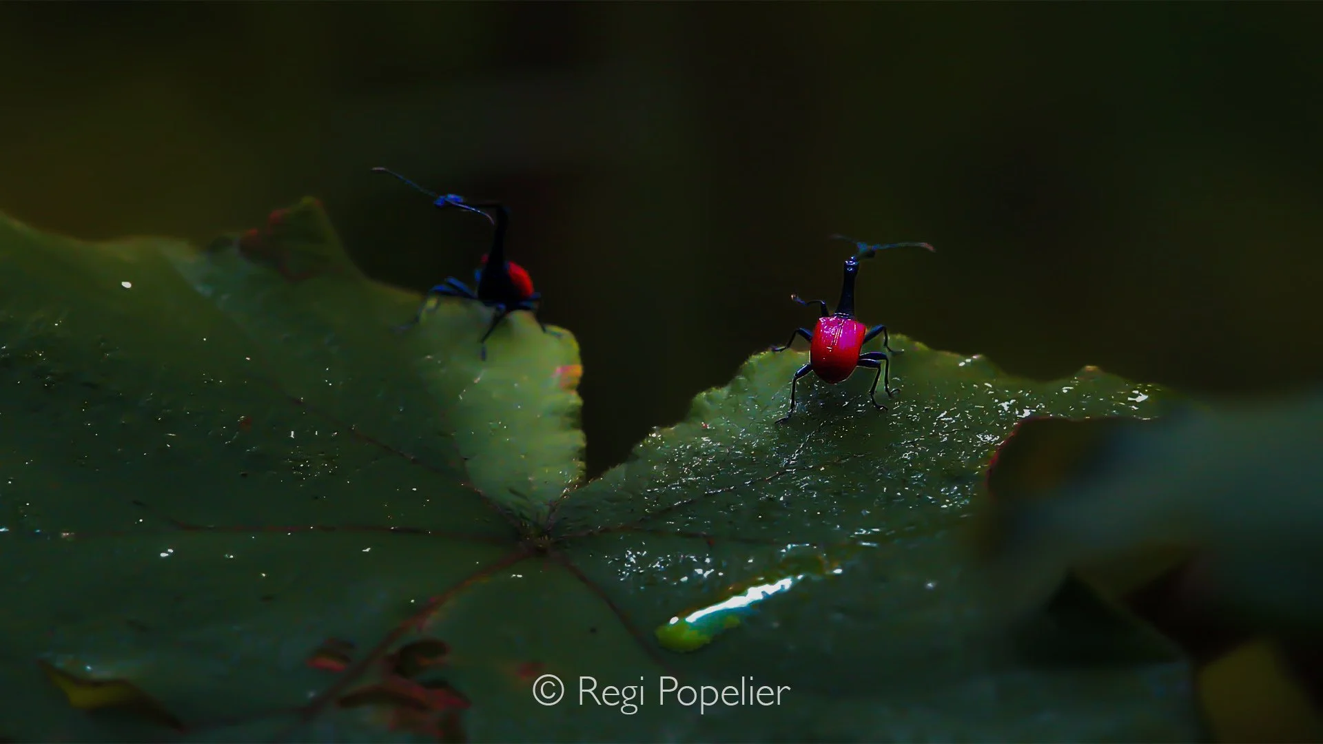 MADA017 - The giraffe weevil (Trachelophorus giraffa) is a highly distinct insect endemic to Madagascar. Famous for its disproportionately long, giraffe-like neck