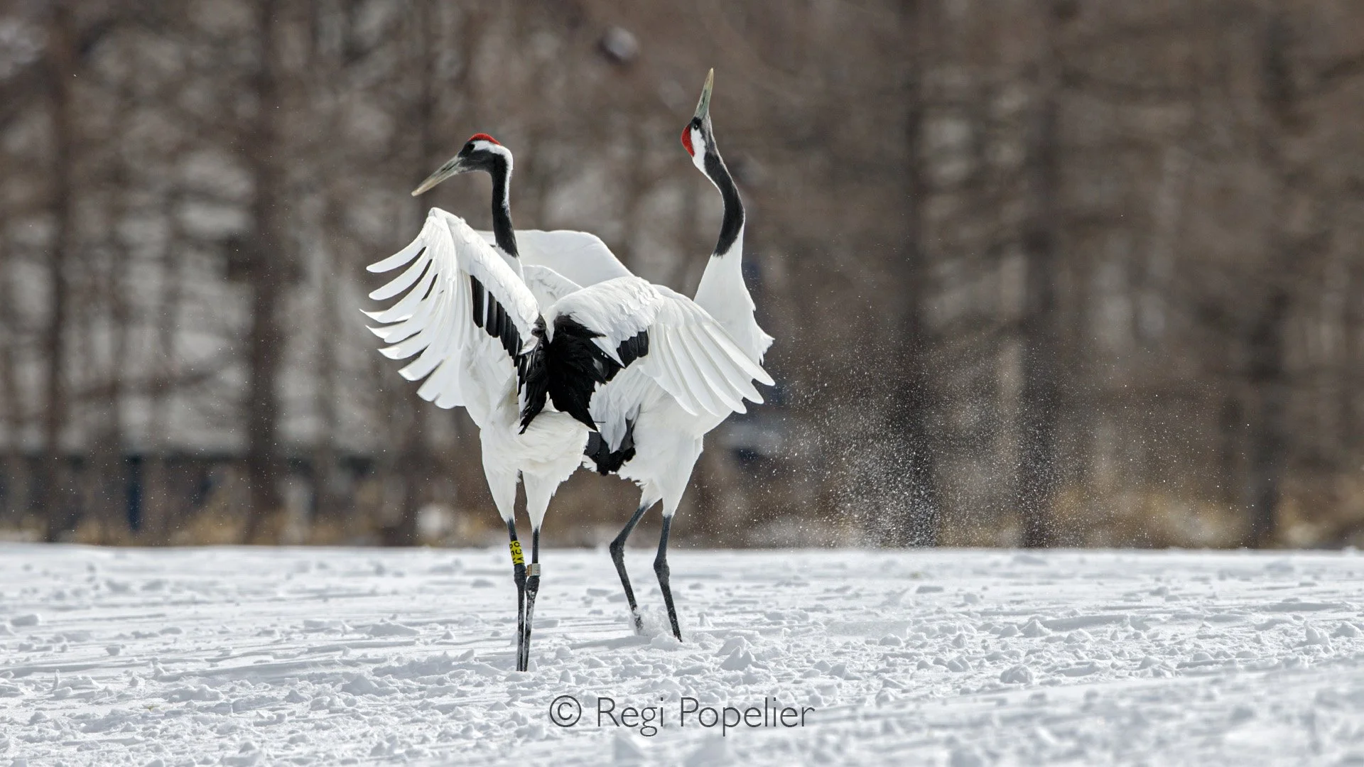 HOK045 -Feeding times,  around 9 a.m. and 2 p.m., allow these close observation and dynamic scenes of interaction, flight, and courtship against snowy 