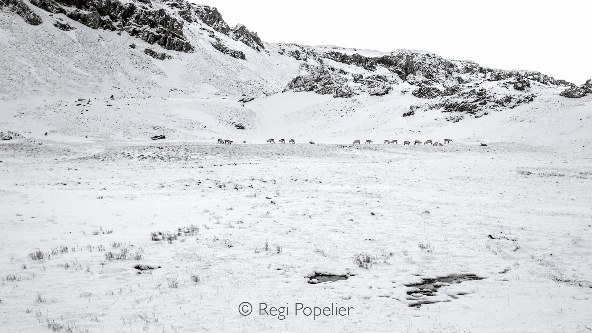 ICEL040 - The  Arctic experience is perfect for nature lovers and wildlife enthusiasts looking to discover  Iceland’s raw landscapes and spot reindeer up close.