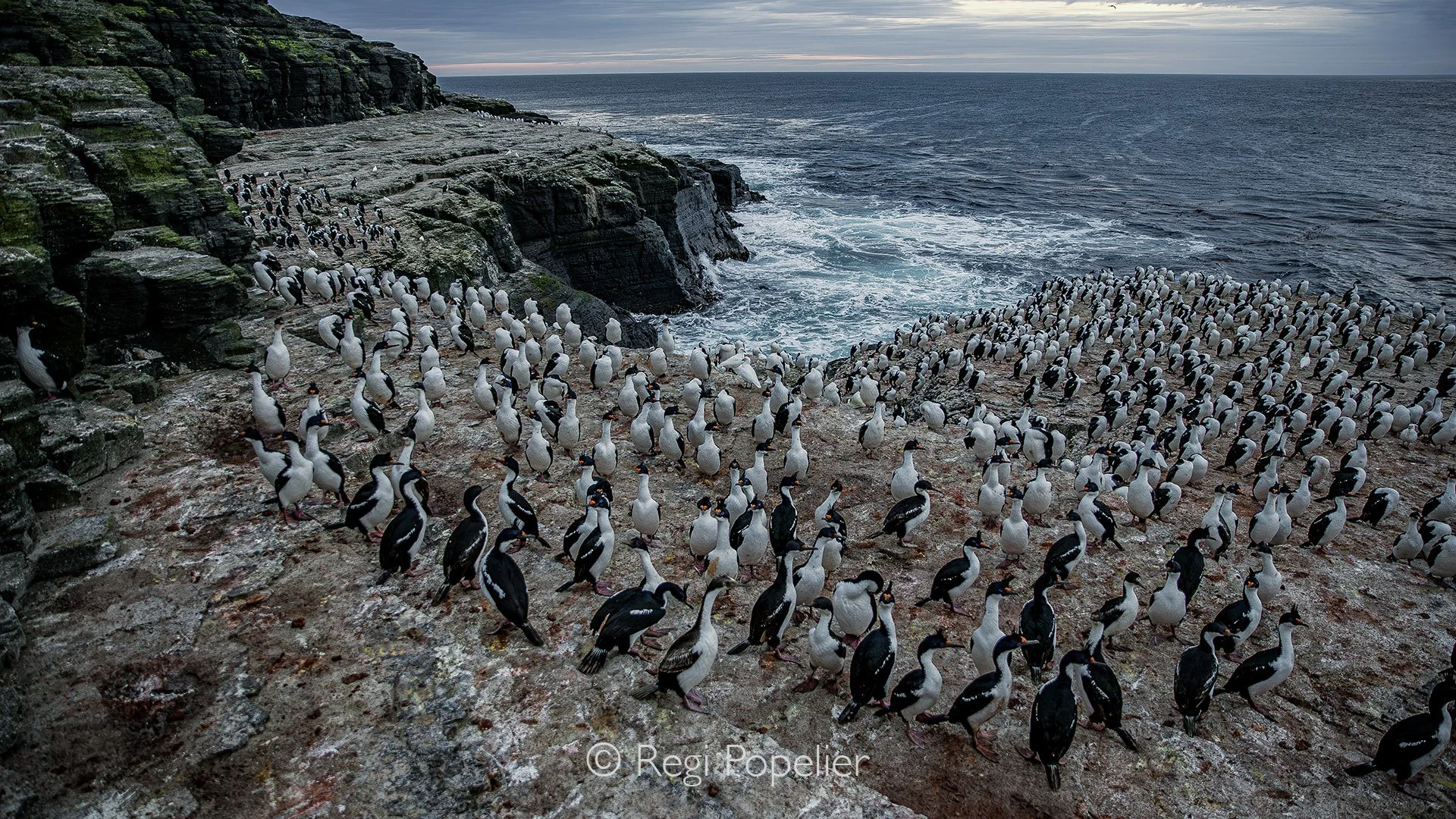 FAL038 - Rock Cormorants watching the waves of the sea as evening falls.