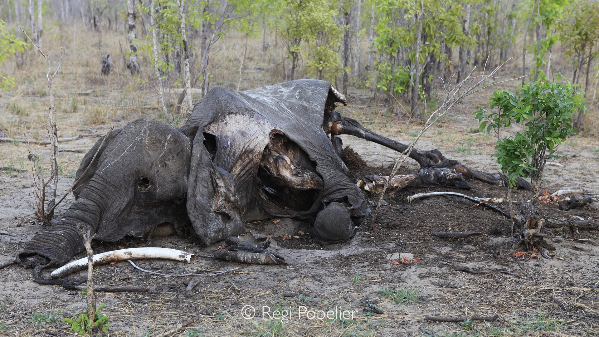 ZAMBIA007 - The remains of a dead elephant lie exposed, a sad and difficult sight to witness.