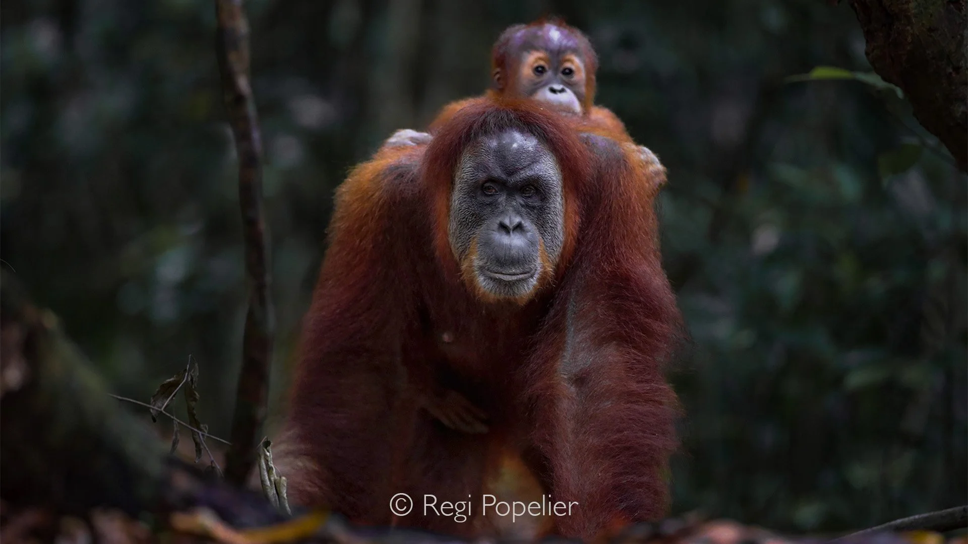 INDO070 - Female with her youngster , this in Sumatra. 