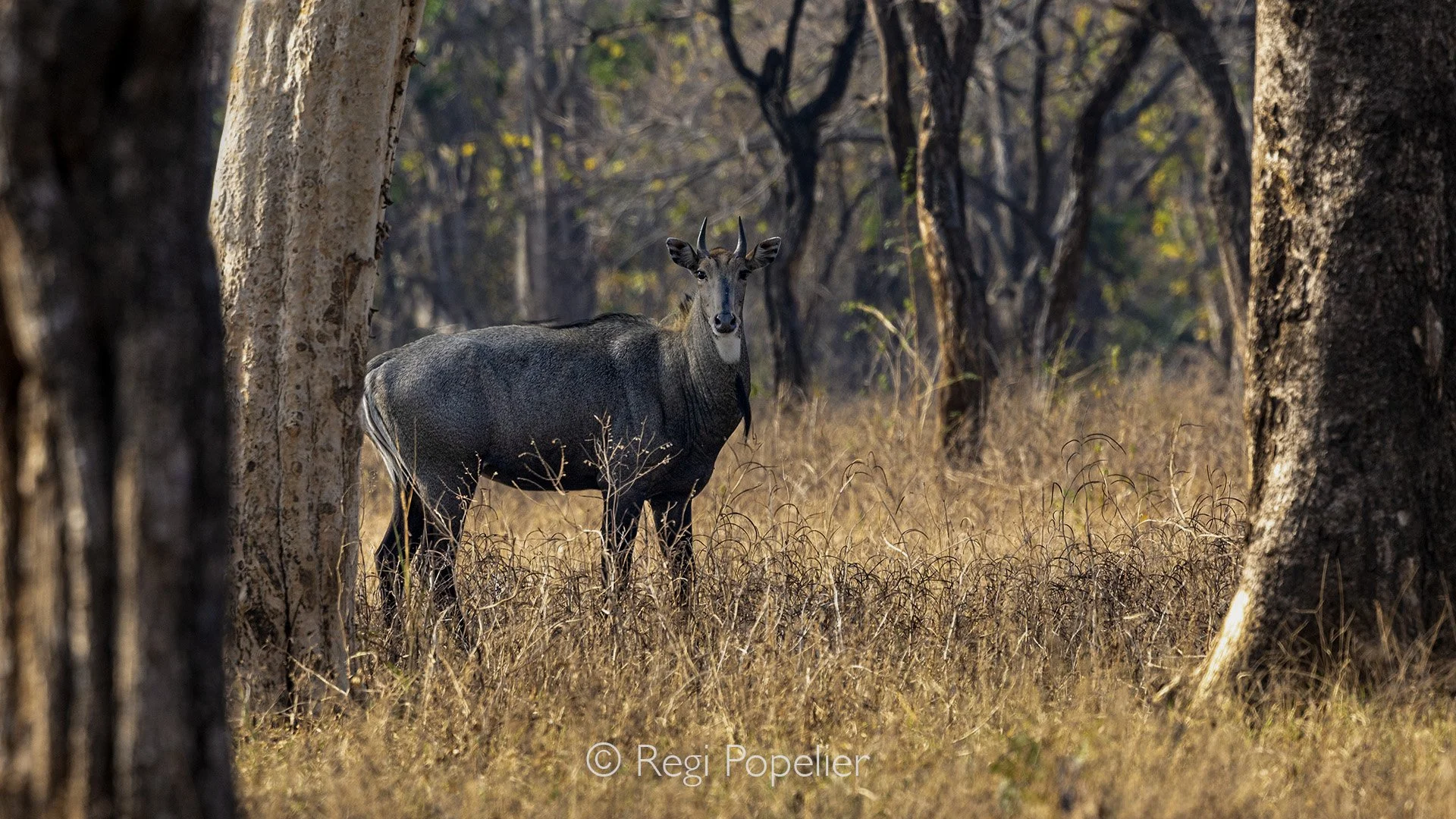 INDIA085 - Nilgai (blue bull), the largest Asian antelope. Jim Corbett NP
