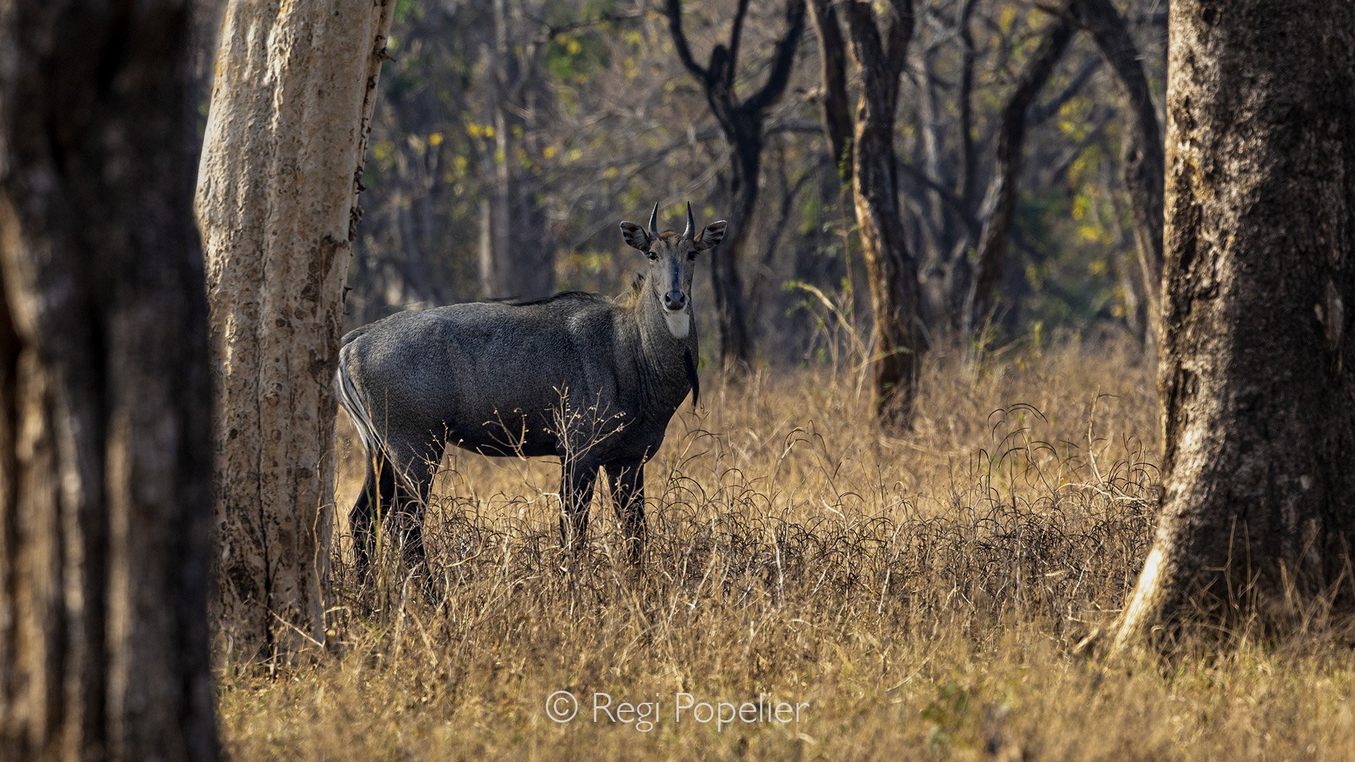 INDIA085 - Nilgai (blue bull), the largest Asian antelope. Jim Corbett NP.