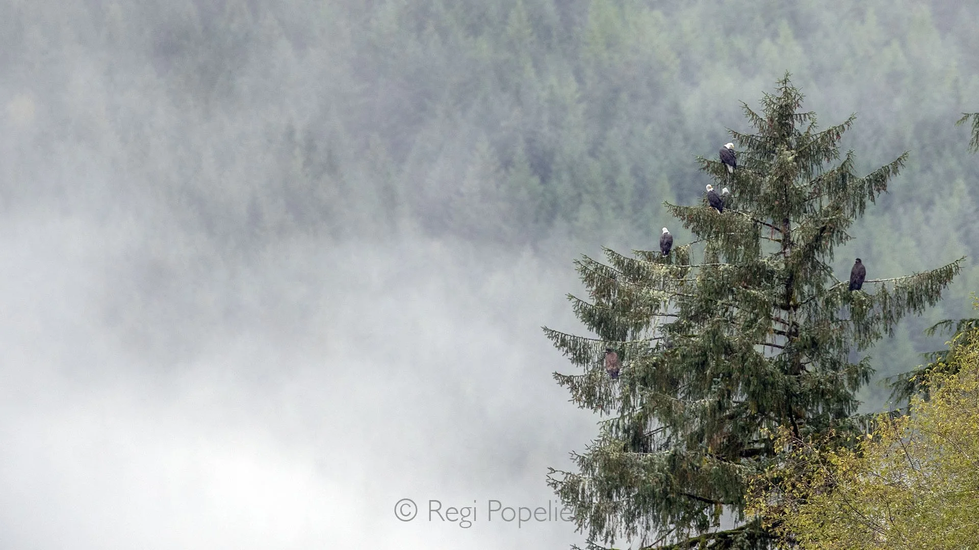 CAN007 - Photographed from the riverbank, American fish eagles perch atop a tall tree, patiently watching the water below, ready to swoop on salmon breaking the surface.