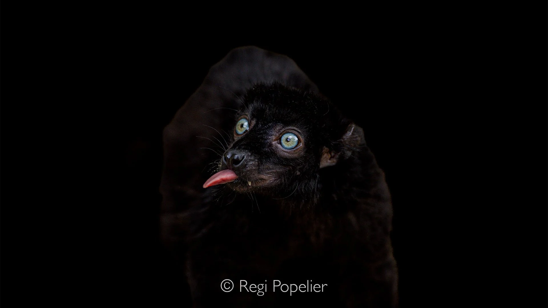 MADA045 - Bleu Eyed Black Lemur 