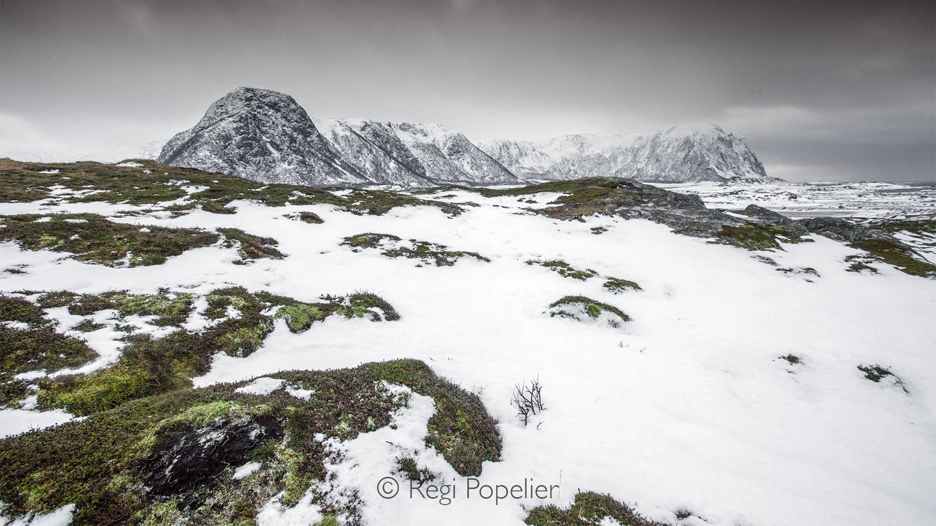 NORWAY003 - Patches of emerald moss emerge through the snow, adding vibrant life to an otherwise monochrome landscape.