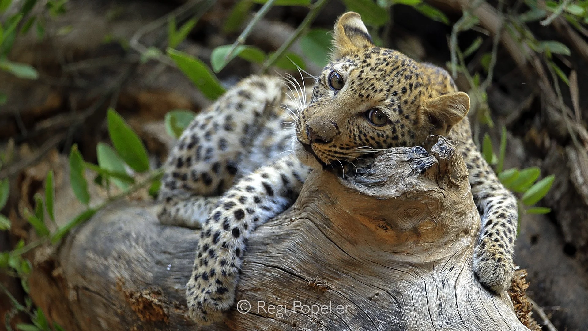 ZAMBIA029 - Peaceful rest, during the heat of day. 