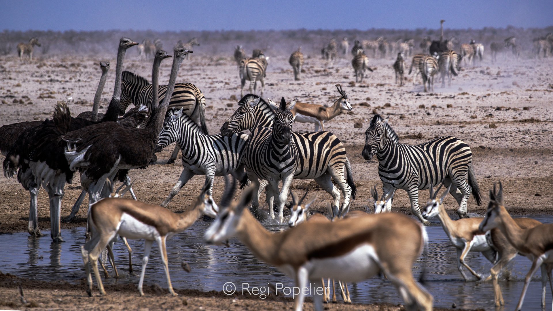 Namibia087 - The greatest live theater on Earth requires no tickets.