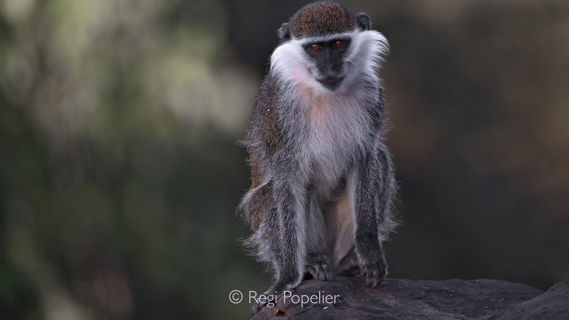 ETH014 - Close- up encounter with the Bale Monkey at the Harenna Forest Bale Mountains. 