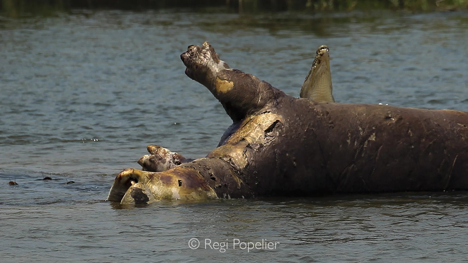 ZAMBIA006 - Another carcass in the river , crocs already at the feast. 