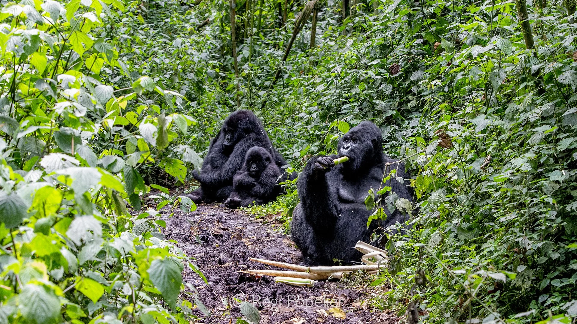 RWANDA003  - A peaceful family portrait unfolds naturally as  generations of mountain gorillas gather beneath towering bamboo, completely absorbed in their daily lives.