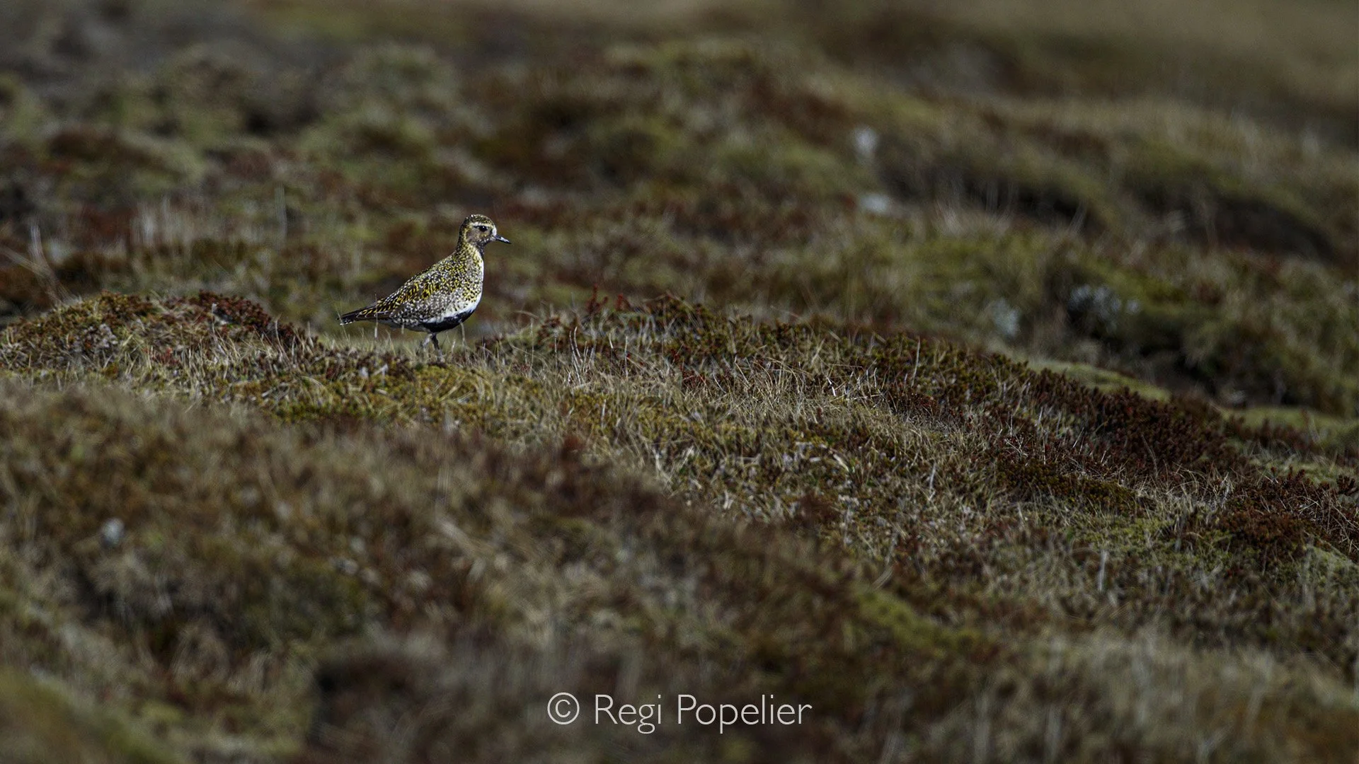 ICLE027 - The Pacific Golden Plover , makes a perfect blending in with the environment
