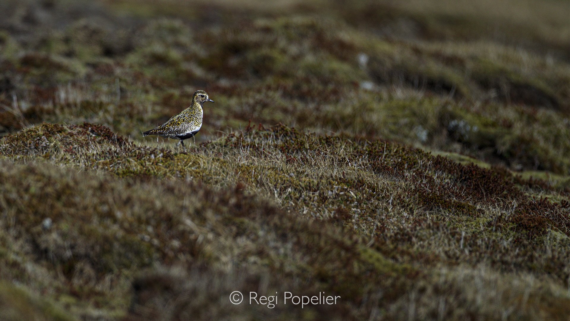 ICLE027 - The Pacific Golden Plover, makes a perfect blending in with the environment.
