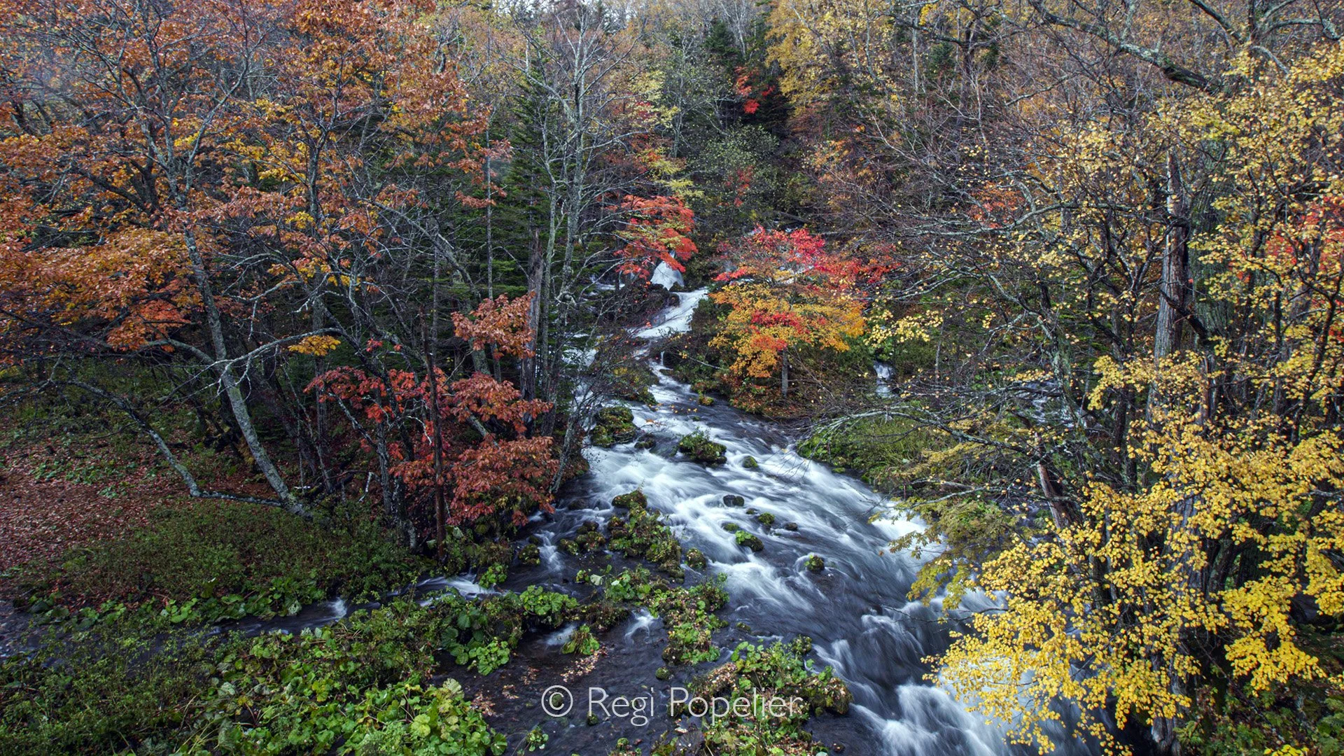 HOK019 - Spring at it's best , along the roads  amazing discoveries for photographers
