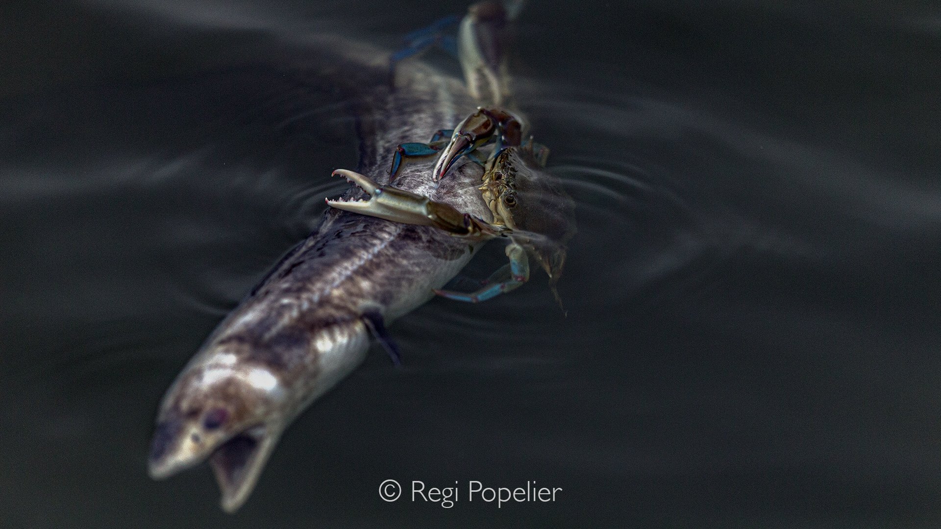EQ009 - Bleu crabs feasting on the leftovers of a dead fish. 
