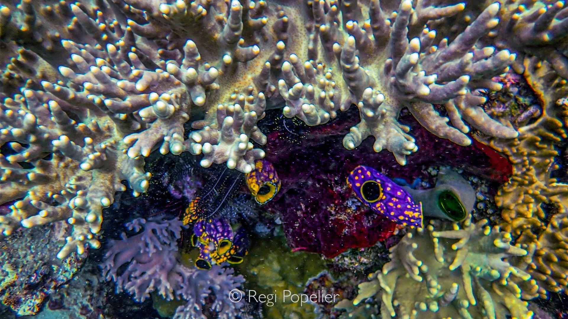 INDO105 - Just beneath the sarcophyton, I discovered the Golden Sea Squirt (Polycarpa aurata), a brilliant jewel of the reef.
