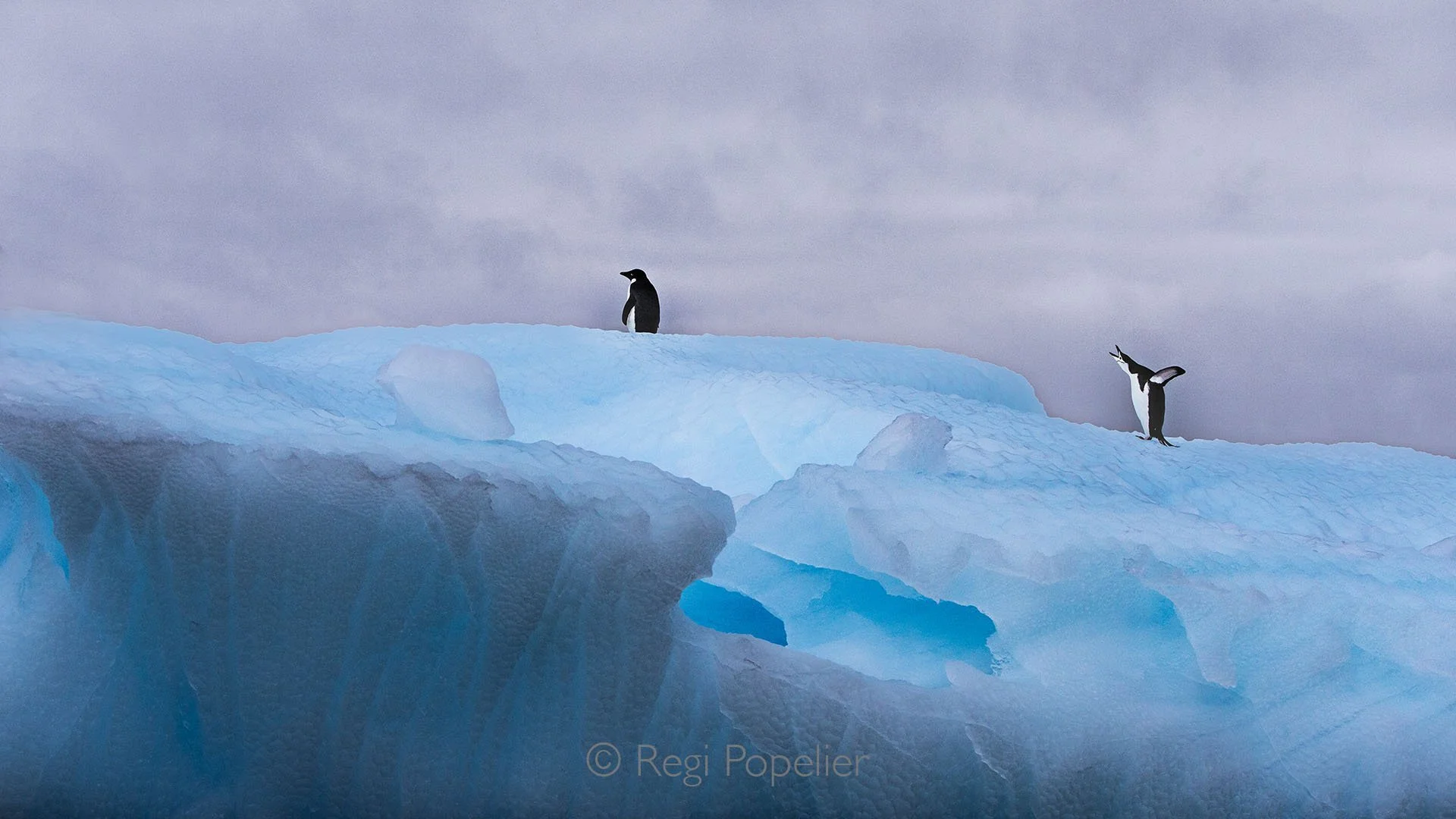 ANT011 - A Chinstrap penguin and Adelie penguin on pack ice in full daylight, the light revealing the crystal clear transparency of the ice, perfect for photography.