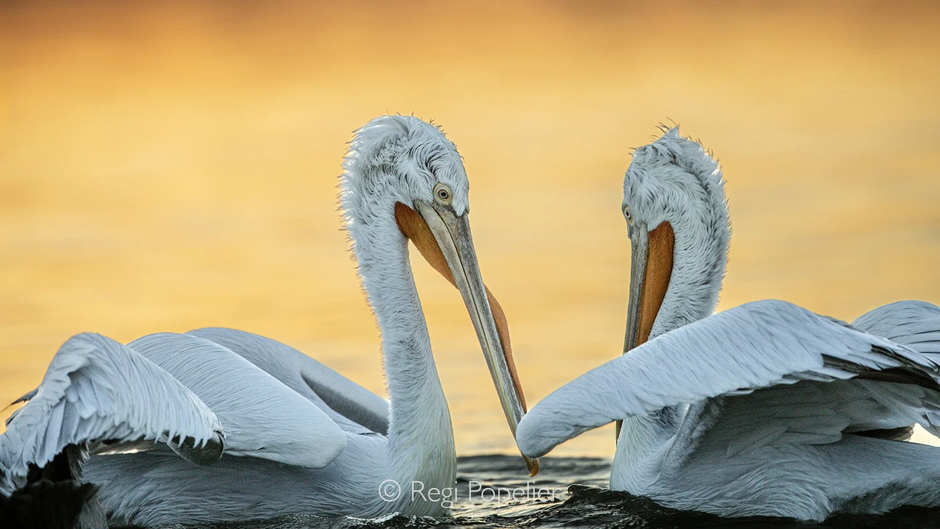 GRE016 - At sunrise, two Dalmatian pelicans fill the frame, their textures and expressions revealed in intimate detail.