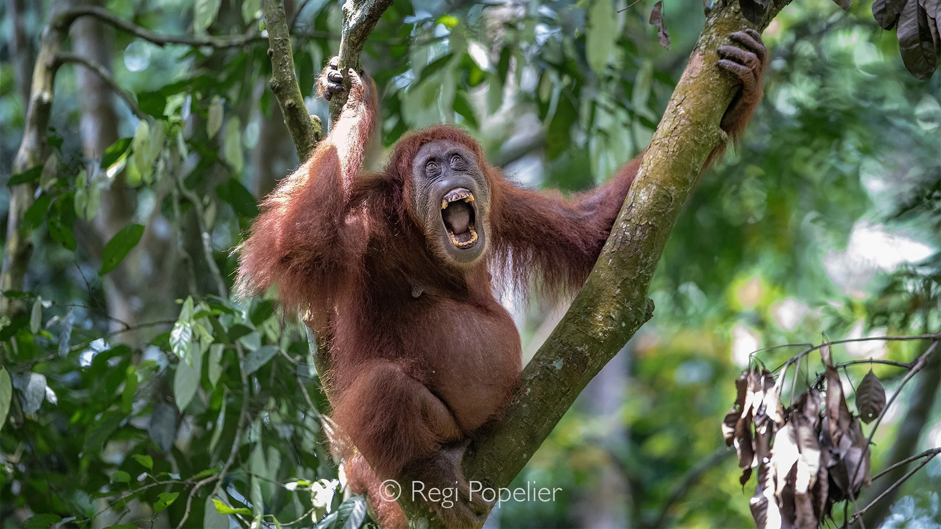 INDO069 - Always interesting watching their behavior.