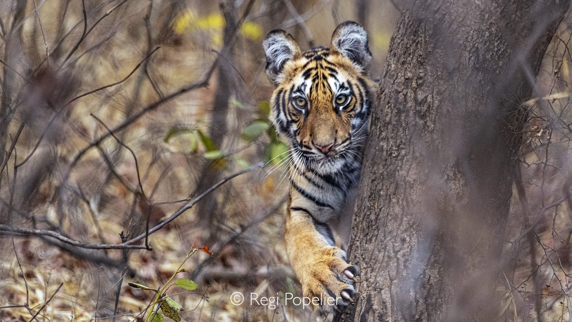 INDAI098 - Youngster sharpening his claws at a tree. Tadoba NP