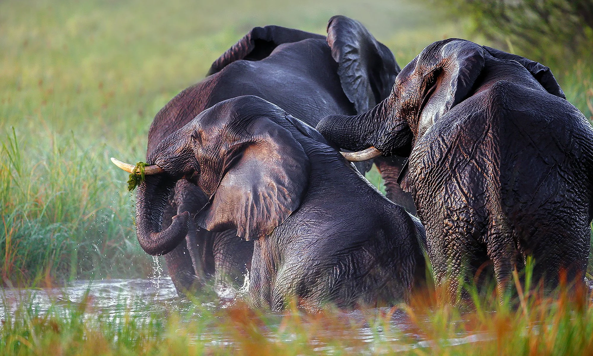 Elephants 