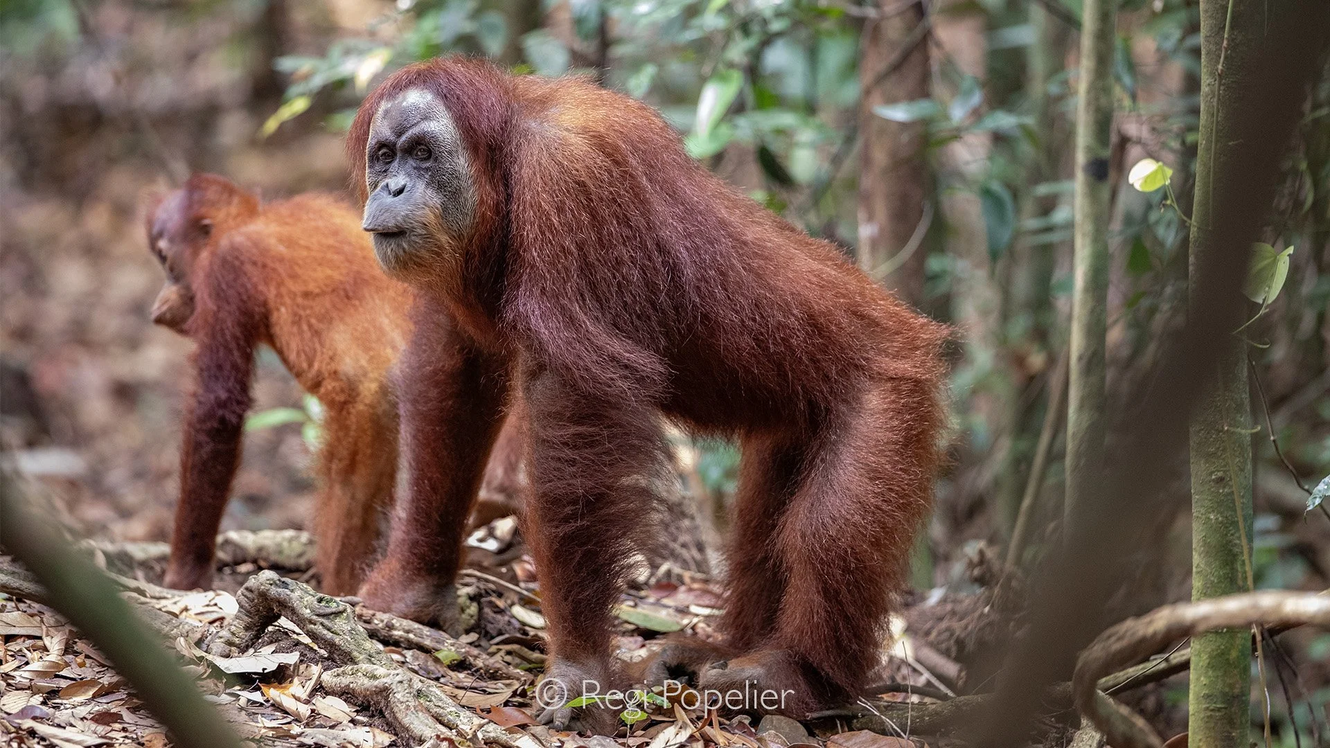 INDO068 - My first images of Urang utangs in  Sumatra.