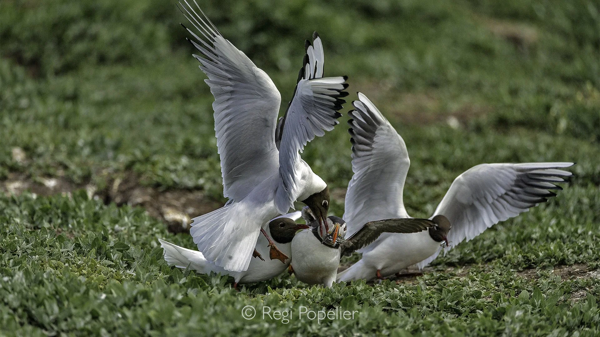 Scotland028 - Multiple gulls will occasionally surround a single, fish laden puffin, attacking from different angles until the overwhelmed bird surrenders its catch.