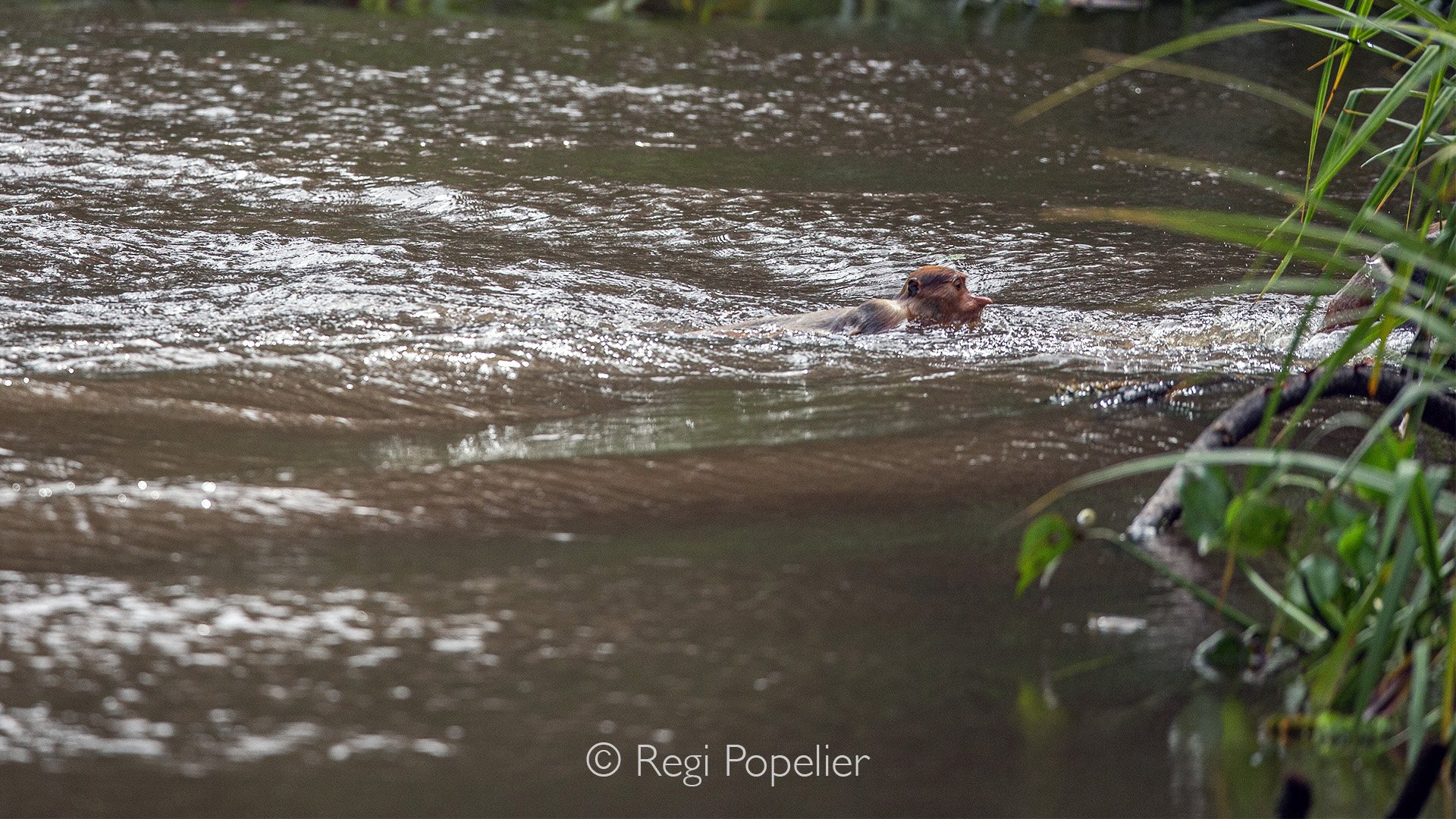 INDO008 -Once in the water, they swim as fast as possible toward the riverbank to avoid crocodiles
