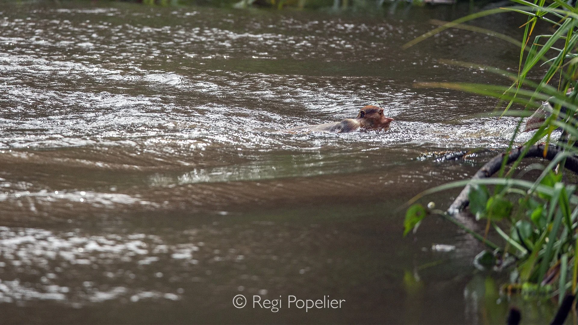 INDO008 -Once in the water, they swim as fast as possible toward the riverbank to avoid crocodiles.
