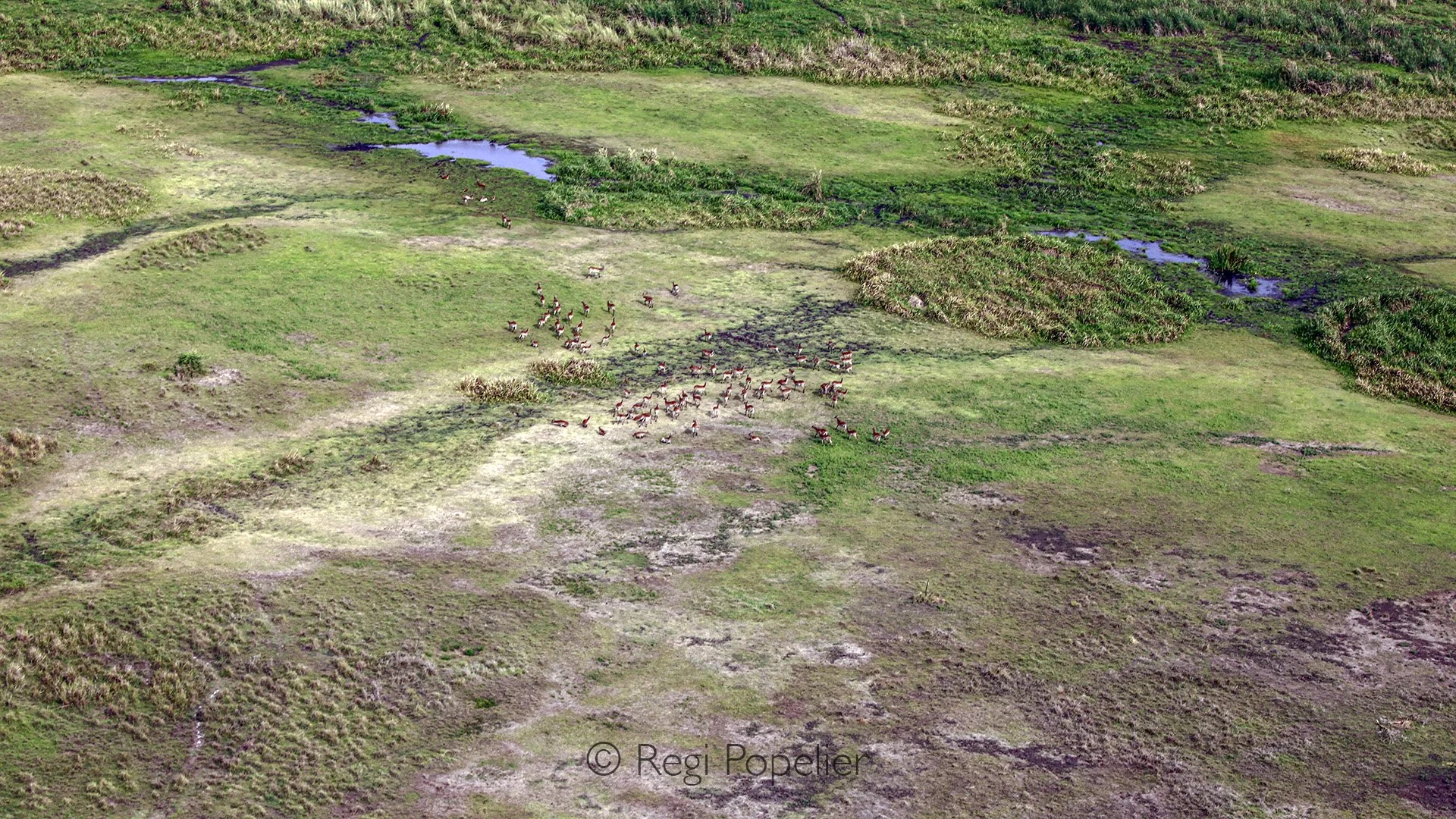 ZAMBIA043 - Puku ( kobus pardonii) near the river during morning 