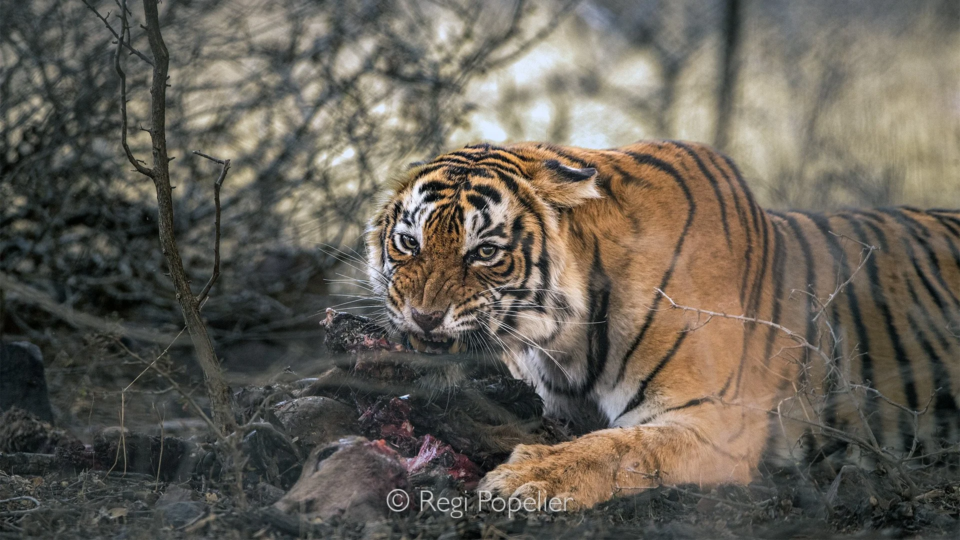 INDIA041 -  Here you see clearly the head of the sambar deer  and the tiger in a treating position 