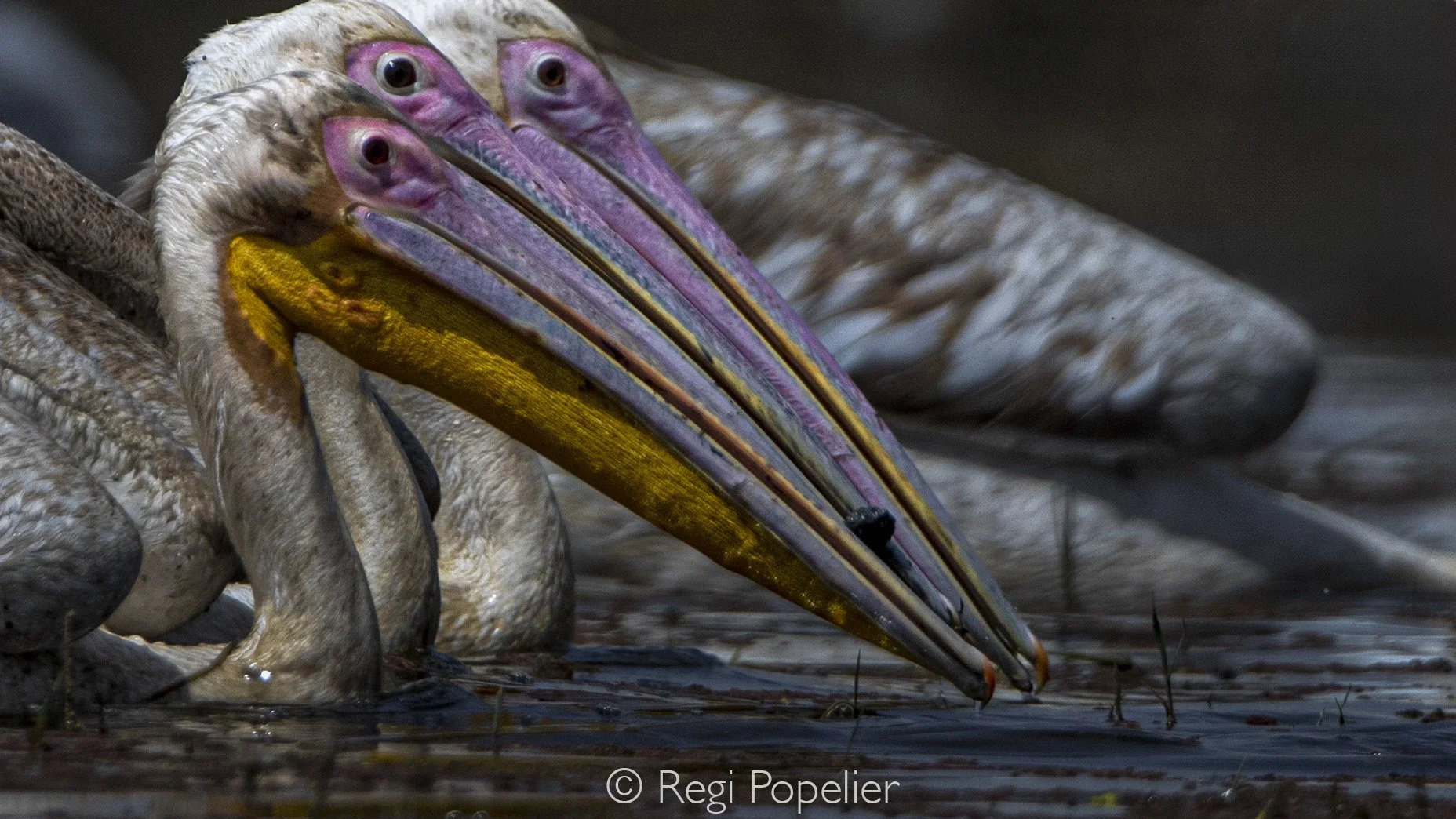 INDAI012 - Funny Detail of 3 in a row 