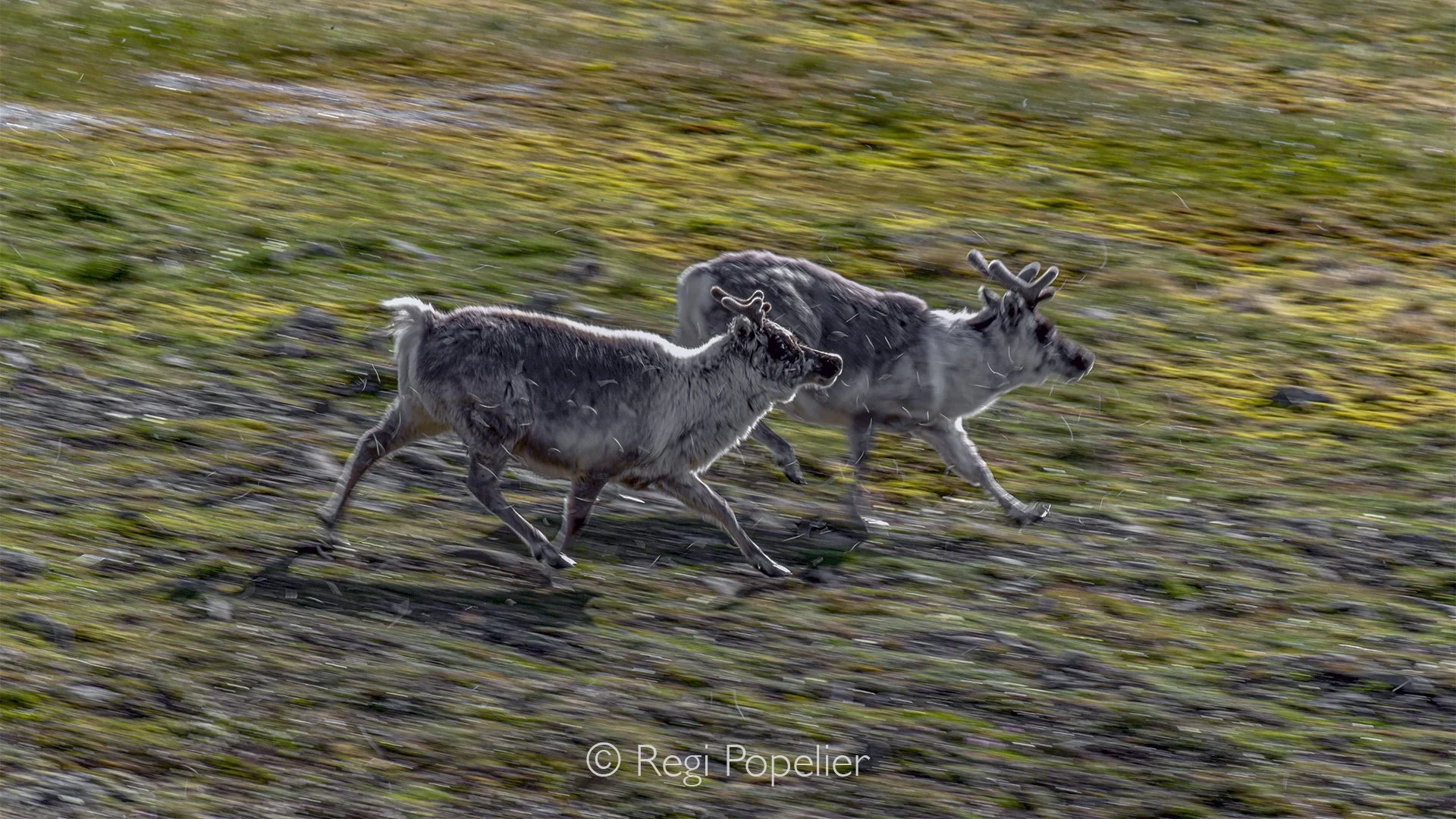 NPOLE094 - Reindeer dashing across the Arctic landscape, showcasing the agility and resilience of this iconic northern species.