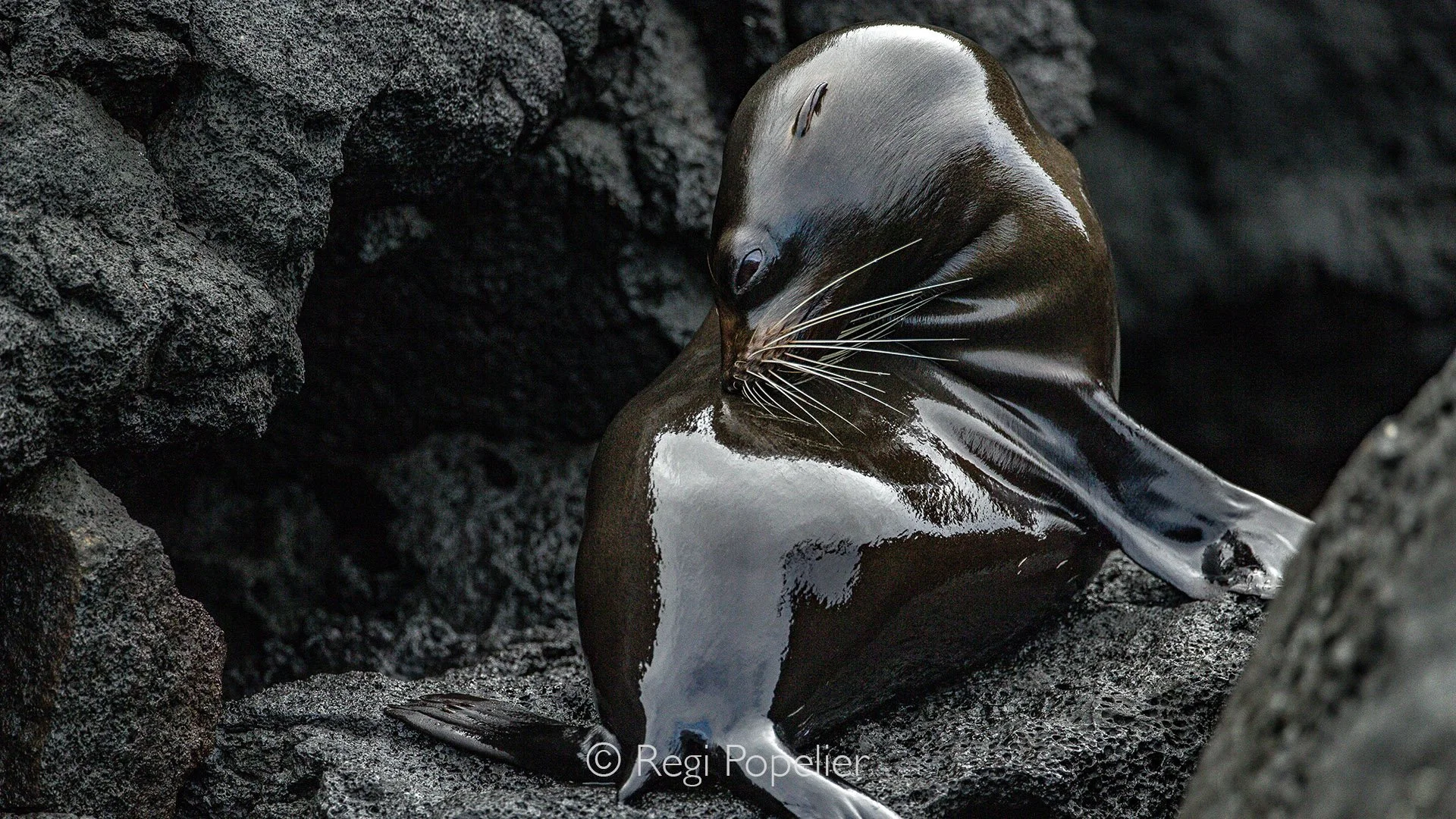 GAL020 - Dramatic lighting frames a resting sea lion between the cliffs.
