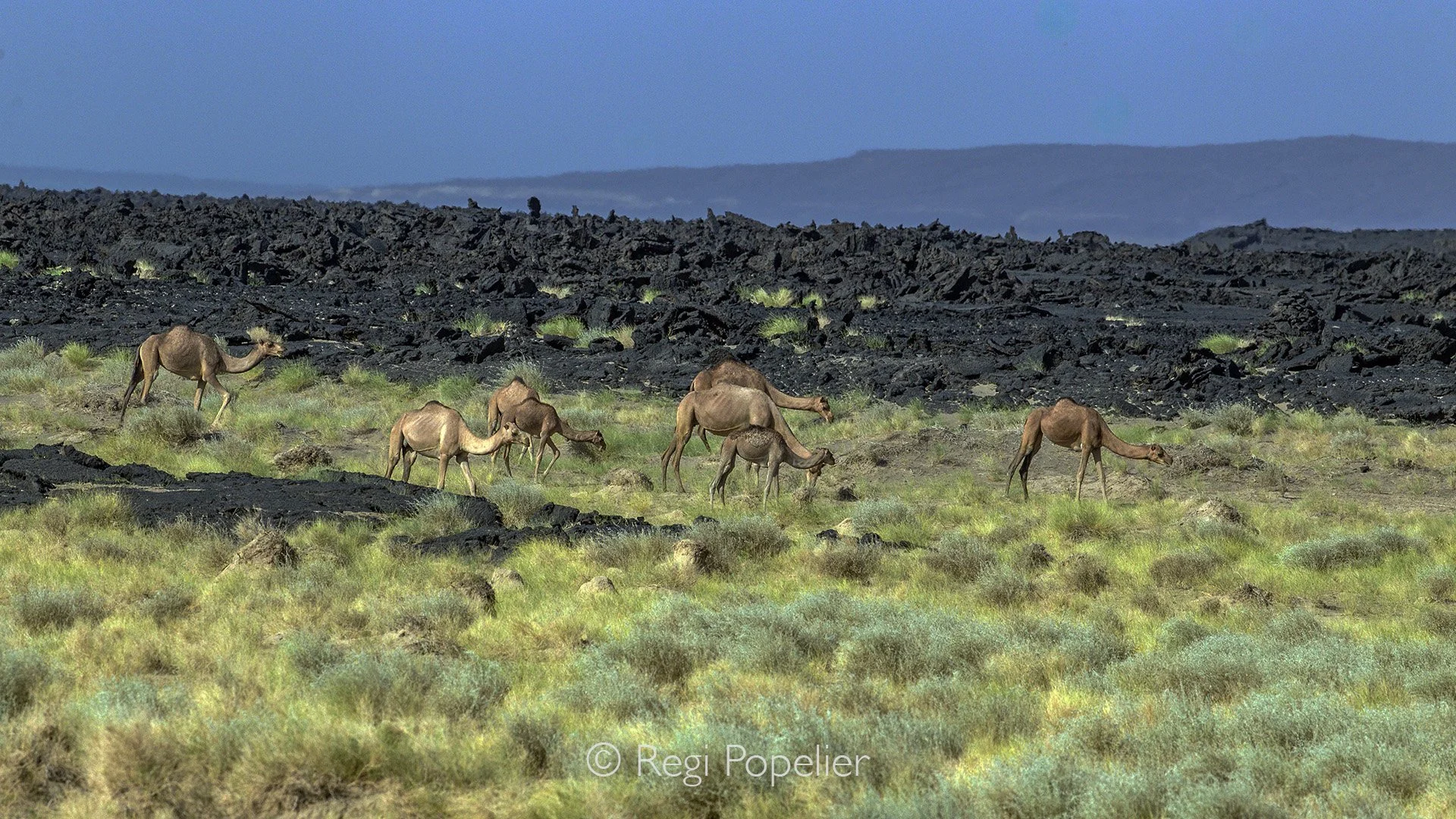 ETH046 - On the walk to Erta Ale lots of camels feed on the fertile grounds.