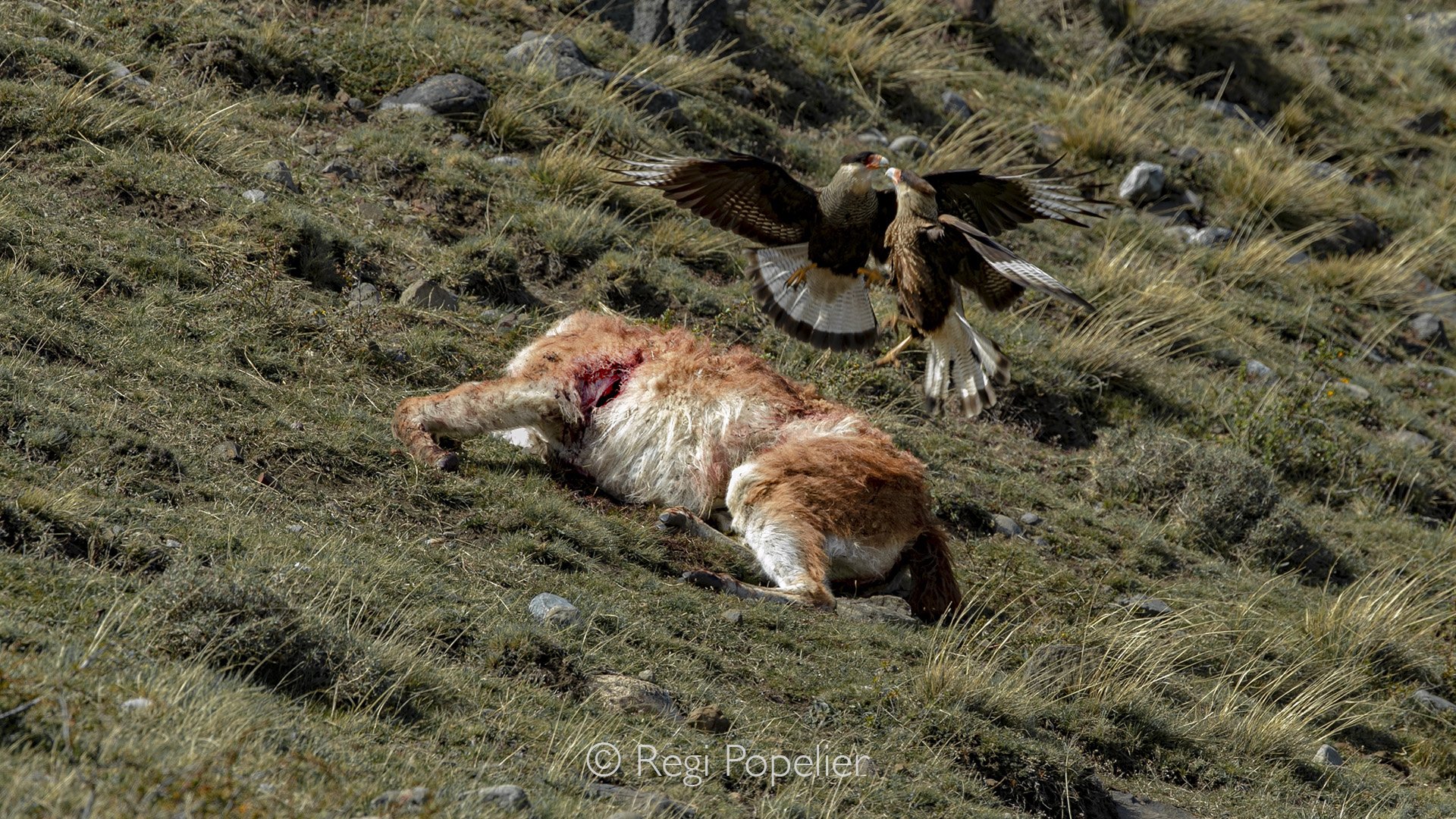 CHILI038 - Spotted during a roadside drive: the body of a guanaco. A closer view revealed a deep wound near the lungs, pointing to a violent end. A couple of hours later we drove back , the body wasn't there any more. 