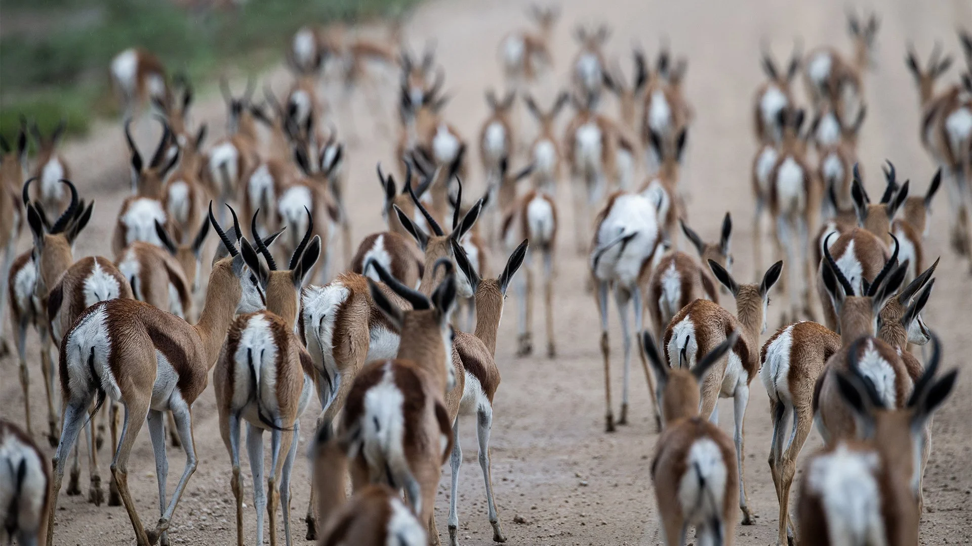 South Africa029 - A group of springbok walks along the Kalahari track, their bright white rump patches raised in a striking display of alertness.