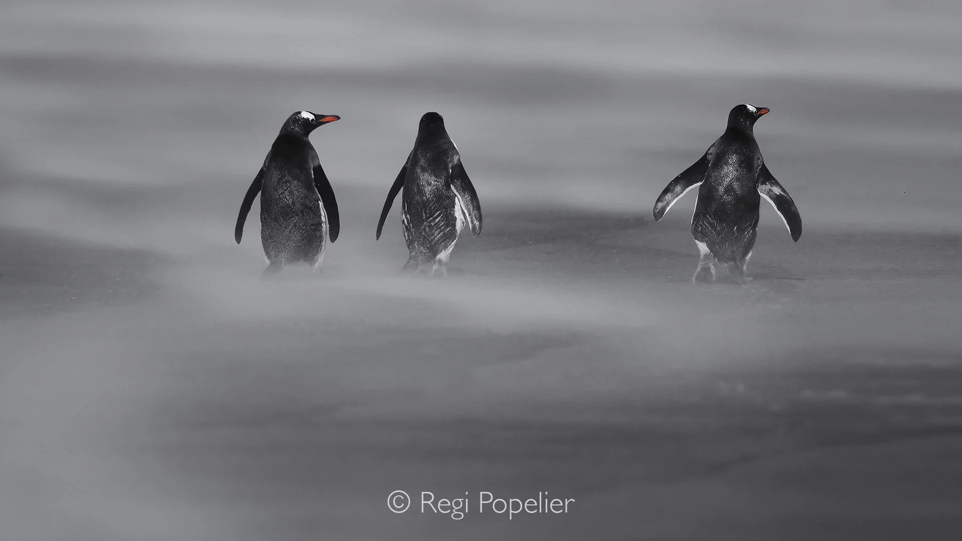 FAL002 - Leading lines and backlit drama highlight the march of three gentoos toward the sea.