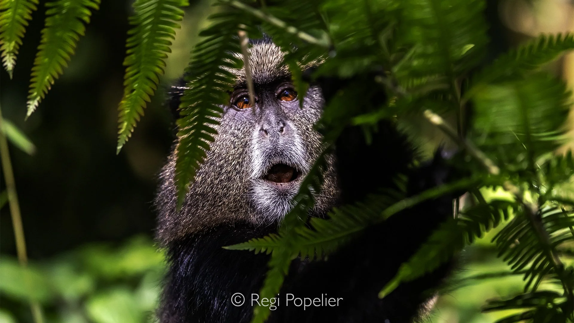 RWANDA051 - Surrounded by towering bamboo stems and lush undergrowth, a golden monkey pauses for just a moment before continuing its agile journey through the forest. Perfectly adapted to this high-altitude habitat, it disappears almost as quickly as