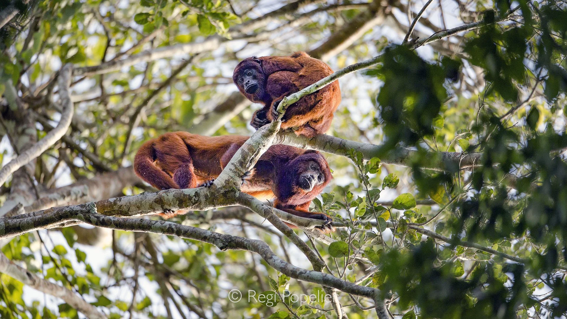 BOL007 - Two howler monkeys watching from the treetops in the Serrere Reserve and Madidi National Park, a glimpse into Bolivia’s untouched rainforest life.