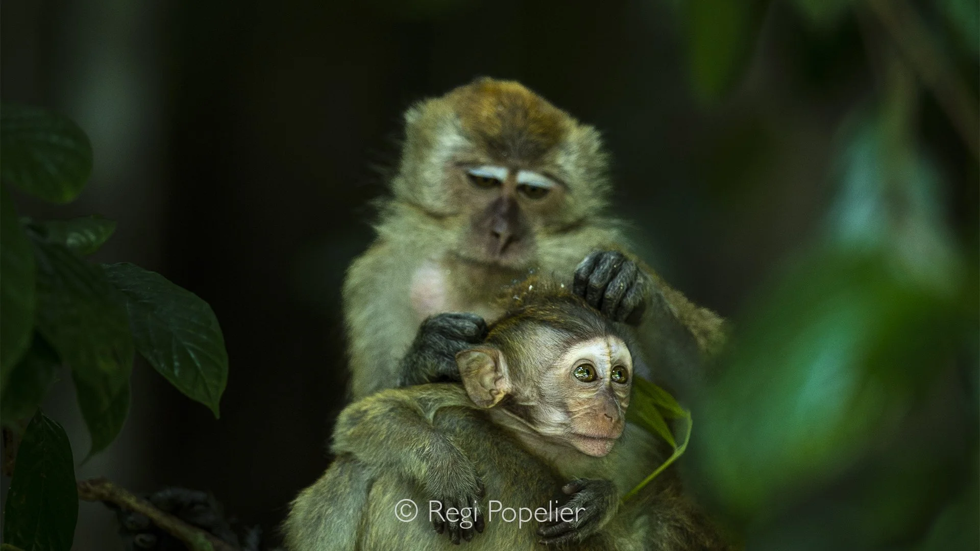 MALAS027 - Mama Wild Monkey with baby  Langkawi.
