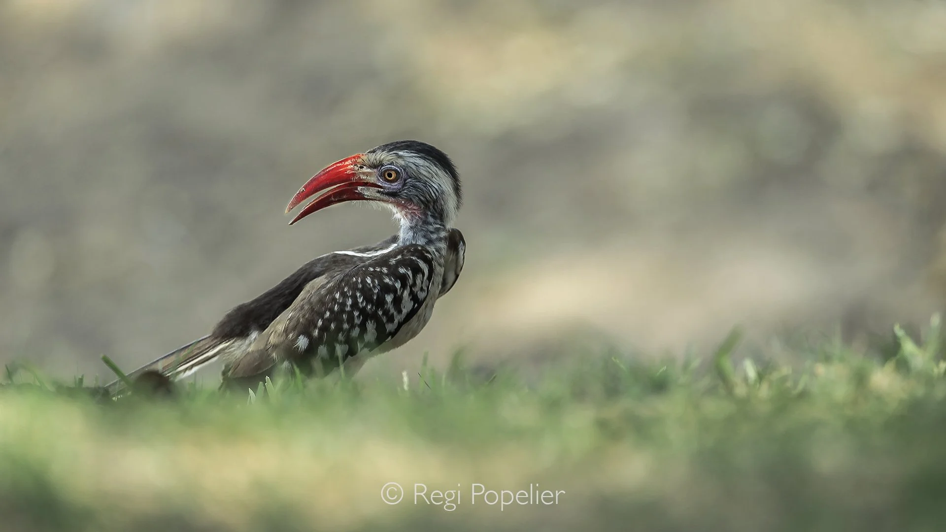 ZIM011 - Red billed hornbill , photographed at eye level in Matetsi. 