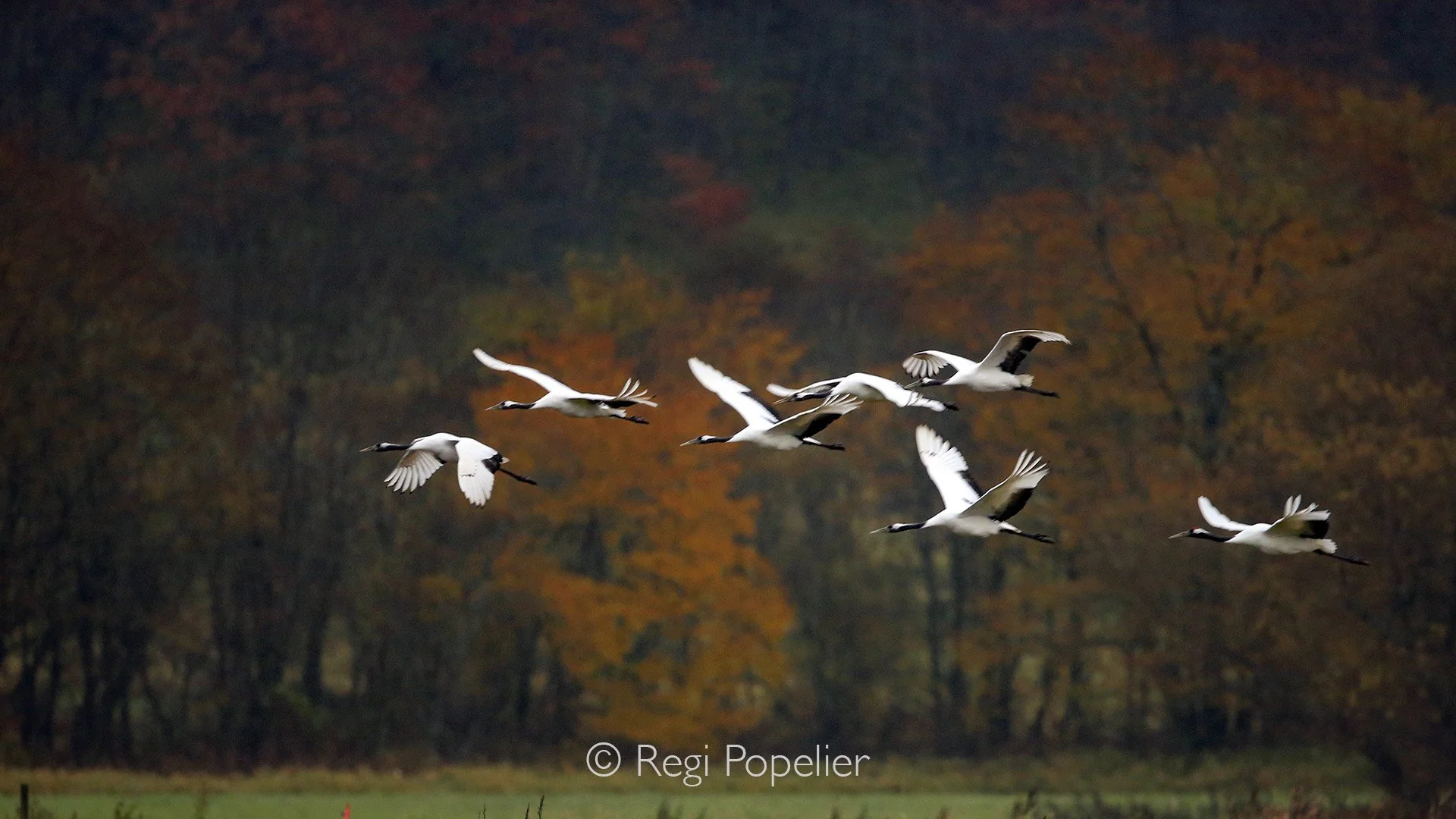 HOK002 - Synchrony  in flight with the contrast of the autumn colors 