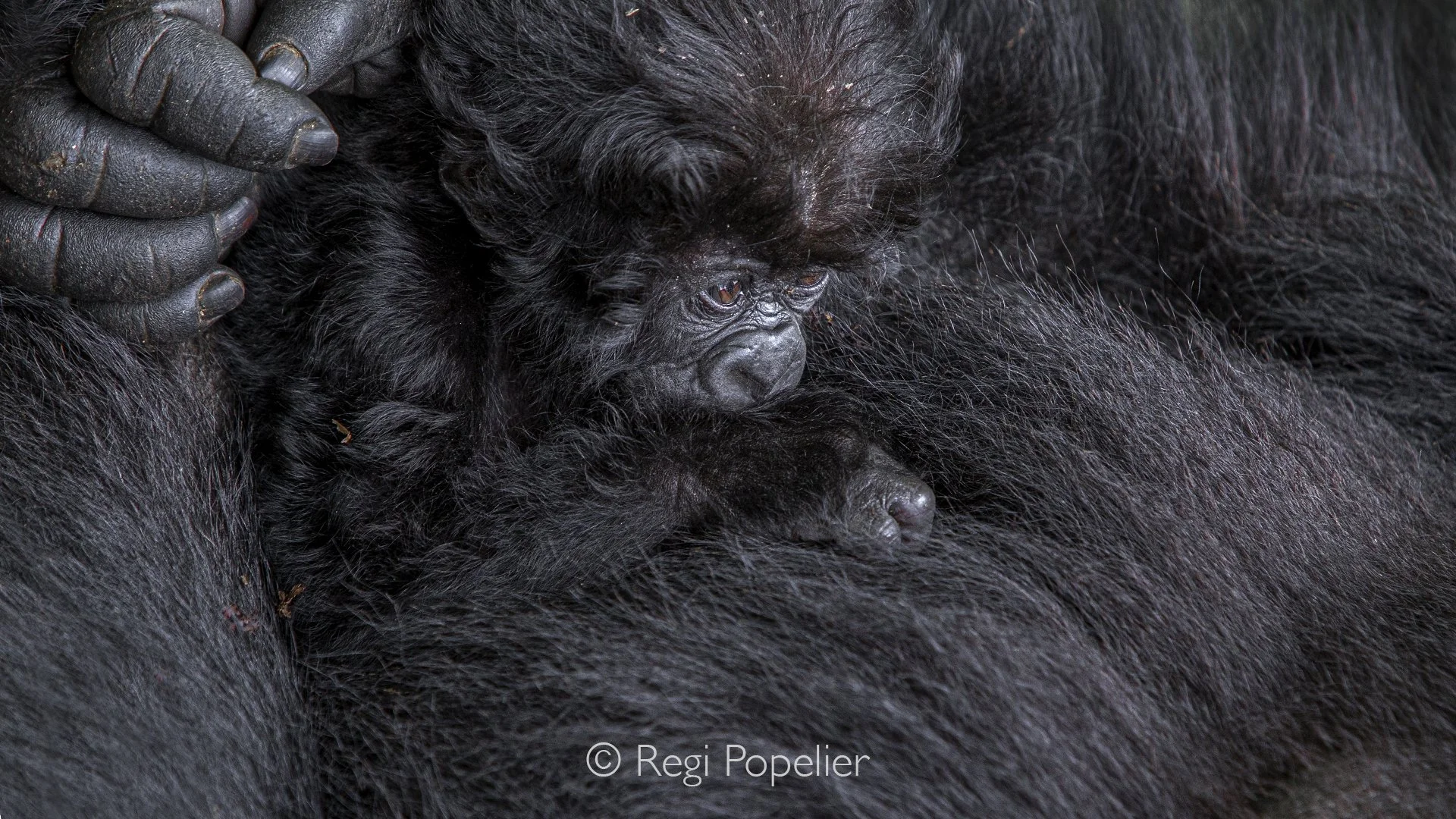 RWANDA007  - With determined little hands, the youngster gently nudges its mother, instinctively seeking nourishment before settling into complete contentment.