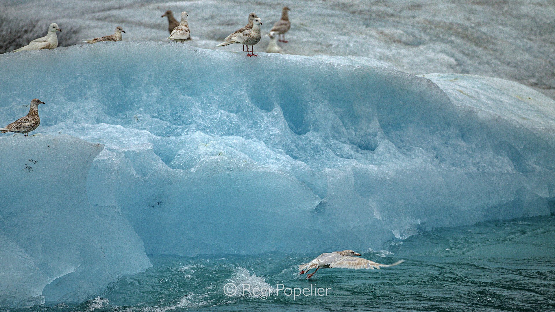 ICEL033 - Seagulls sitting on top of a melting iceberg at jokullsarlon