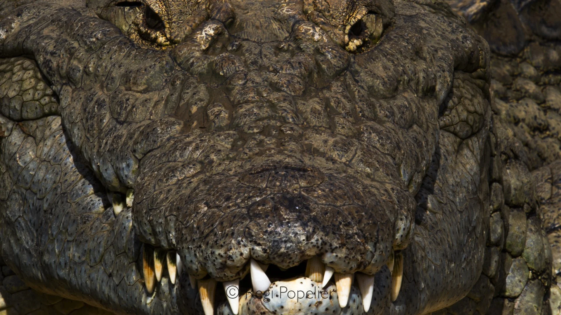 Namibia021 - Frontal detailed image.
