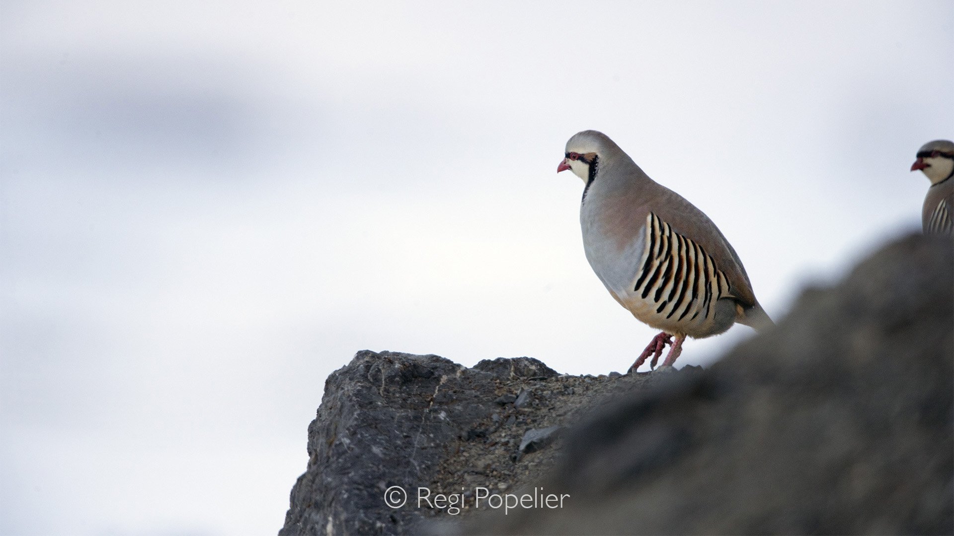HIMA016 - Himalayan Quail