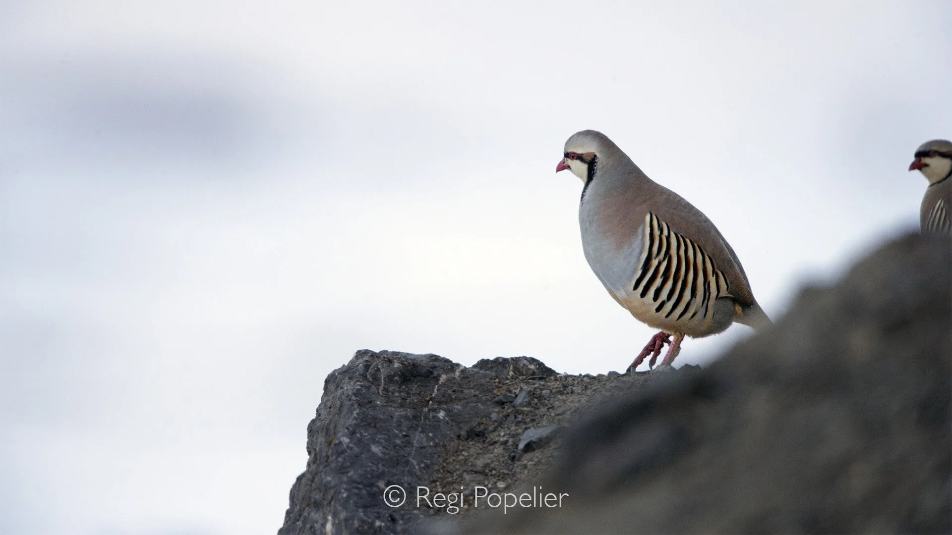 HIMA016 - Himalayan Quail.